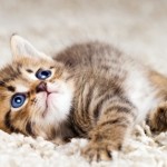 Cat laying on carpet