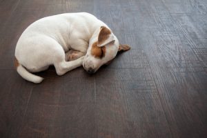 Dog on Hardwood Flooring