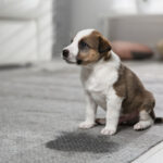 a puppy near a wet spot on a rug