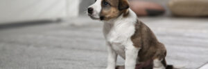a puppy near a wet spot on a rug