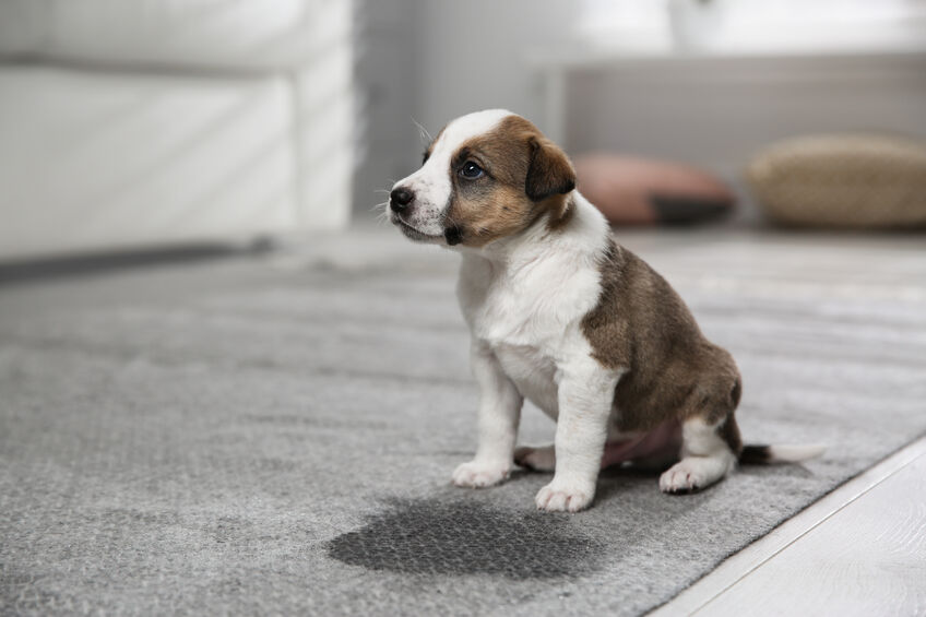 a puppy near a wet spot on a rug