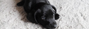 Adorable little dog resting on carpet